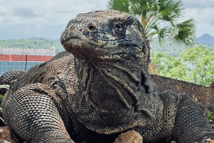 Private Speedboat Fullday Komodo Tour