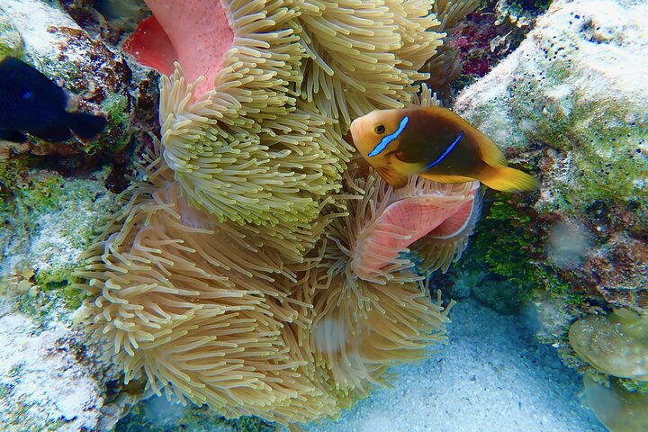 1/2 day Tahaa coral garden - departure Raiatea / ideal for cruise passengers