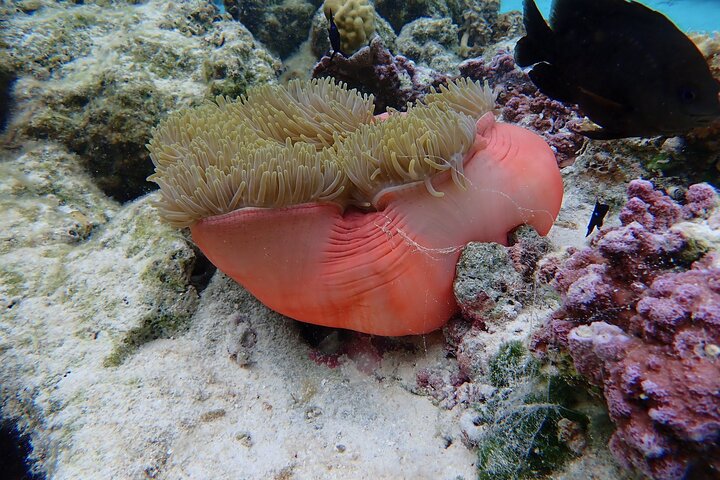 1/2 day Tahaa coral garden - departure Raiatea / ideal for cruise passengers