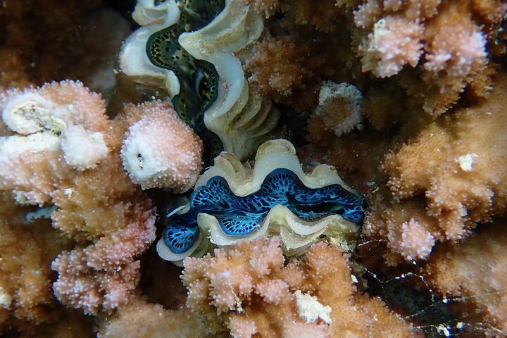 1/2 day Tahaa coral garden - departure Raiatea / ideal for cruise passengers