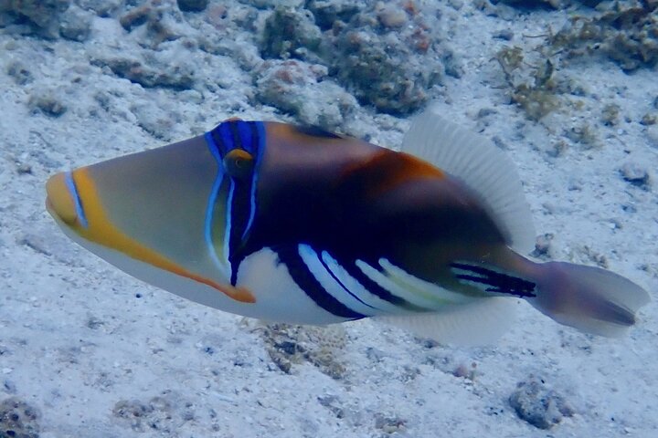 1/2 day Tahaa coral garden - departure Raiatea / ideal for cruise passengers
