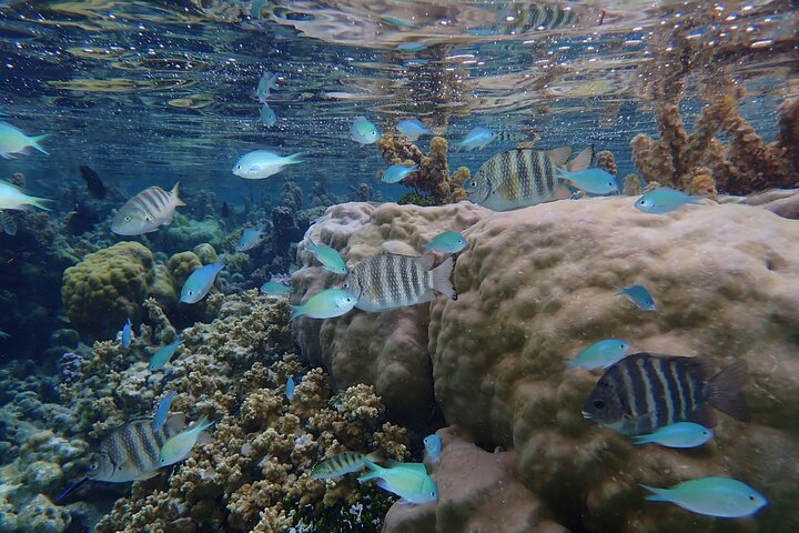 1/2 day Tahaa coral garden - departure Raiatea / ideal for cruise passengers