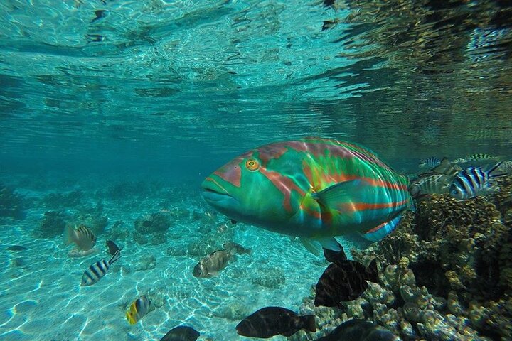 1/2 day Tahaa coral garden - departure Raiatea / ideal for cruise passengers