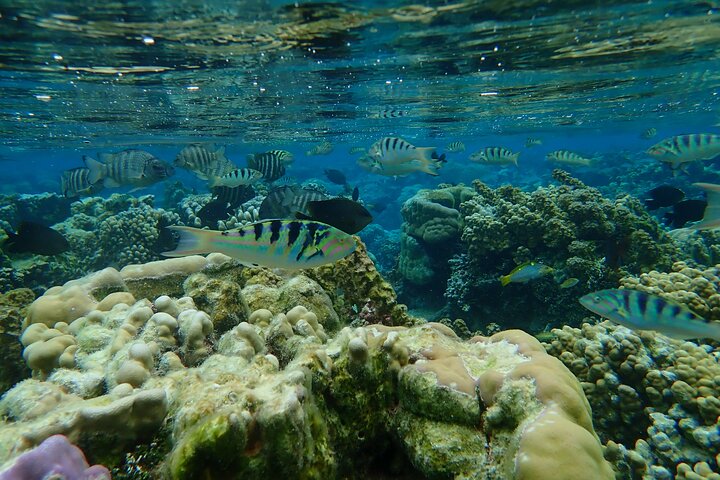 1/2 day Tahaa coral garden - departure Raiatea / ideal for cruise passengers
