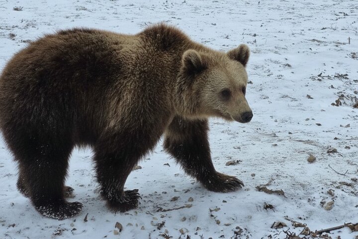 Private Tour from Bucharest: Bear Sanctuary, Dracula & Brasov
