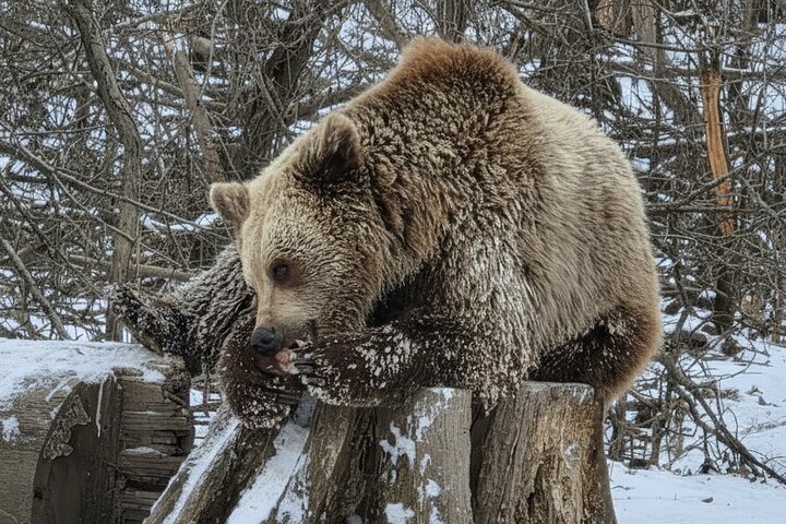 Private Tour from Bucharest: Bear Sanctuary, Dracula & Brasov