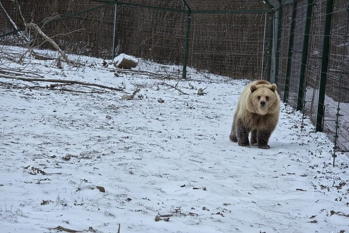Private Tour from Bucharest: Bear Sanctuary, Dracula & Brasov
