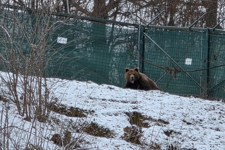 Private Tour from Bucharest: Bear Sanctuary, Dracula & Brasov