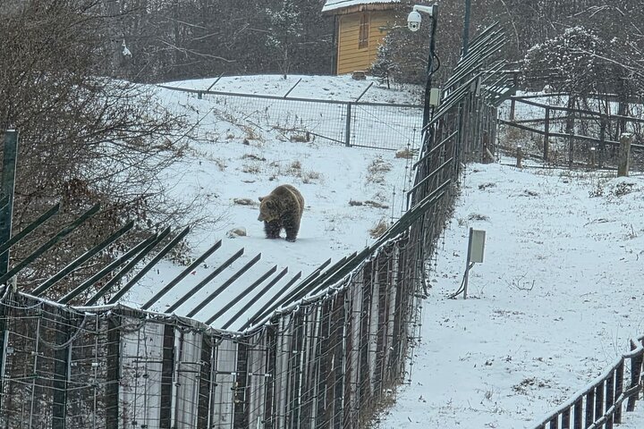 Private Tour from Bucharest: Bear Sanctuary, Dracula & Brasov