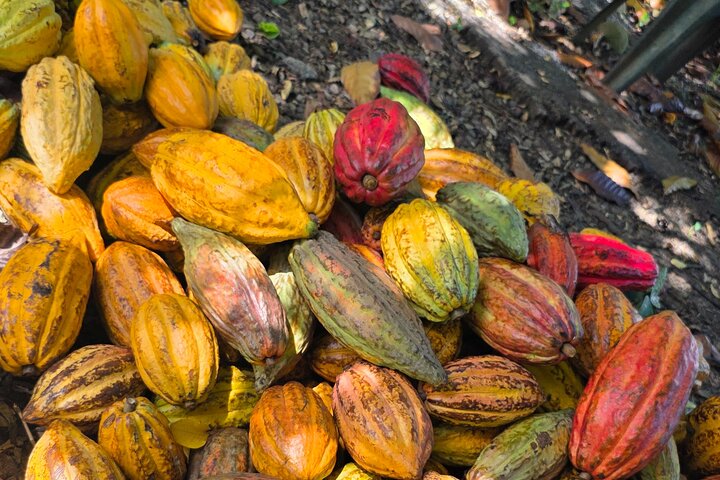 Dominica Roseau City and Rainforest Tour