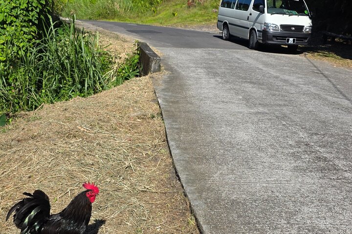 Dominica Roseau City and Rainforest Tour