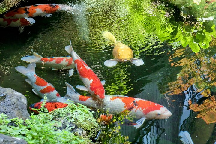 Secrets of Toyama: An Exclusive Journey of Culture and Cuisine