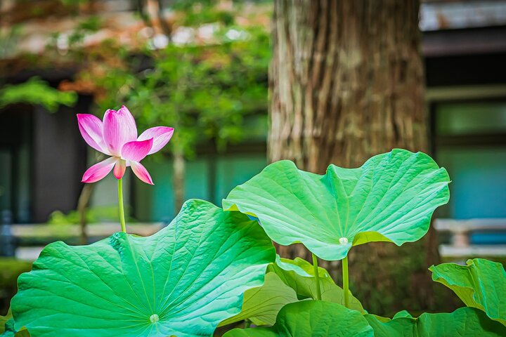 Fukui: Eiheiji Temple and the Heart of Zen Buddhism