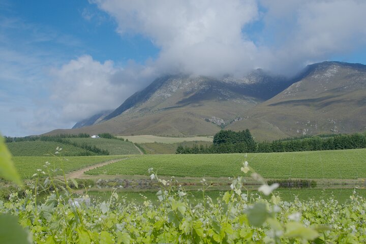 Unguided Hemel-en-Aarde Wine Tour
