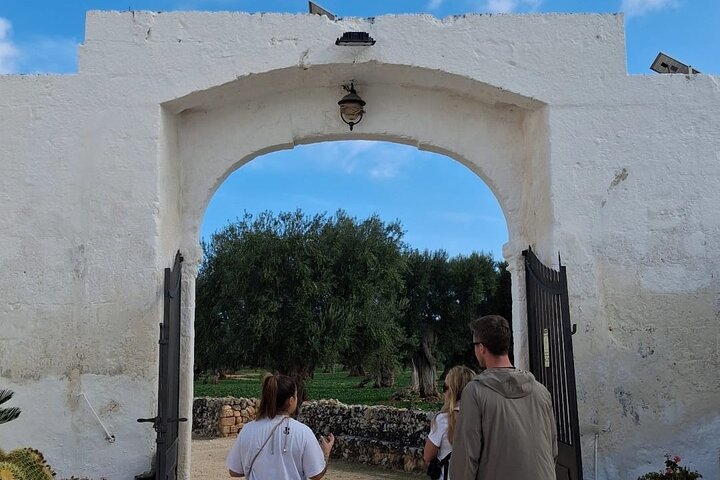 Ostuni : Tasting of Extra Virgin Olive Oil in Masseria
