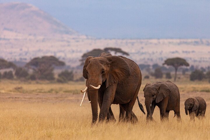 Dar es Salaam: 1-Day Mikumi National Park Safari with Free Pickup