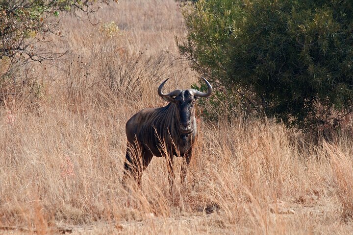 Dar es Salaam: 1-Day Mikumi National Park Safari with Free Pickup