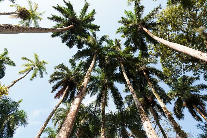 Walking Tour in Downtown Paramaribo