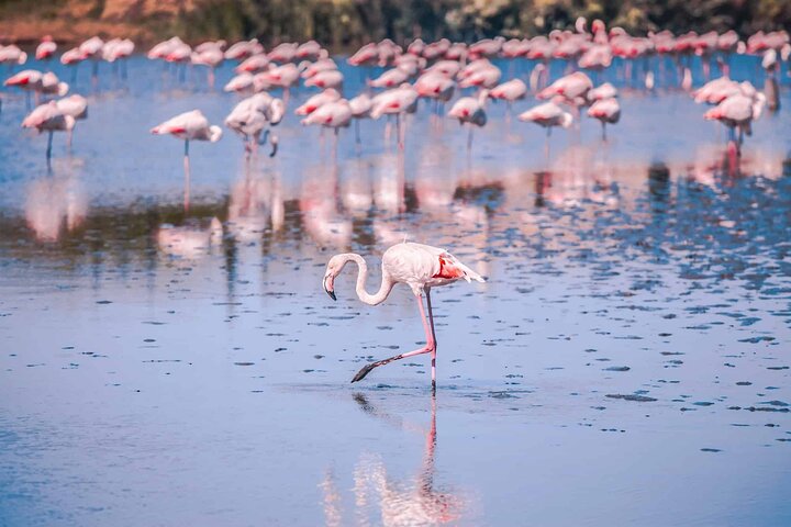 Camargue Day Trip Flamingos Wine and Dead Aquarius