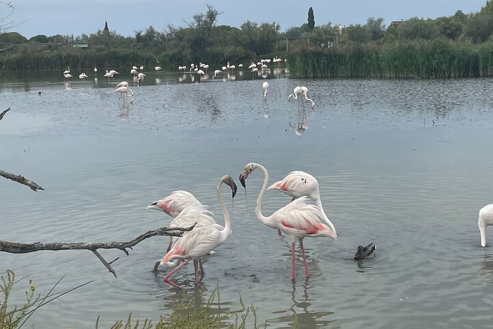 Camargue Day Trip Flamingos Wine and Dead Aquarius