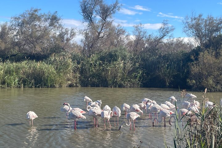 Camargue Day Trip Flamingos Wine and Dead Aquarius