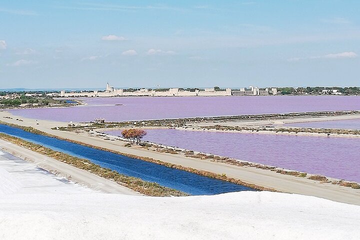Camargue Day Trip Flamingos Wine and Dead Aquarius