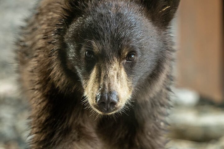 Full Day Guided Photo Tour in Yellowstone
