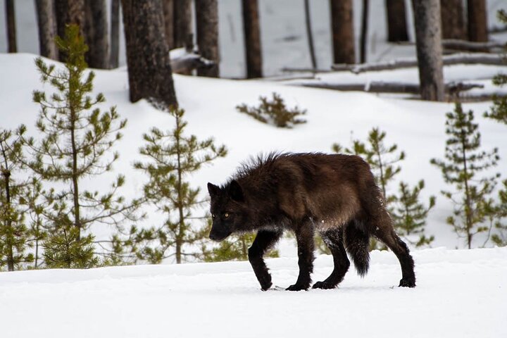 Full Day Guided Photo Tour in Yellowstone
