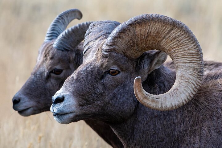 Full Day Guided Photo Tour in Yellowstone