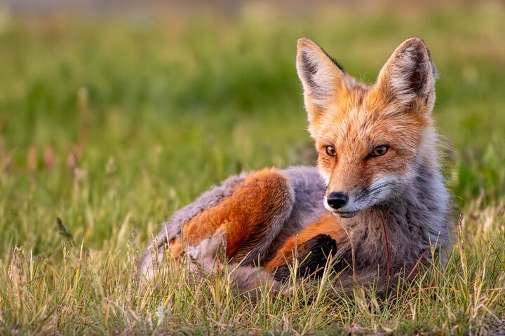 Full Day Guided Photo Tour in Yellowstone