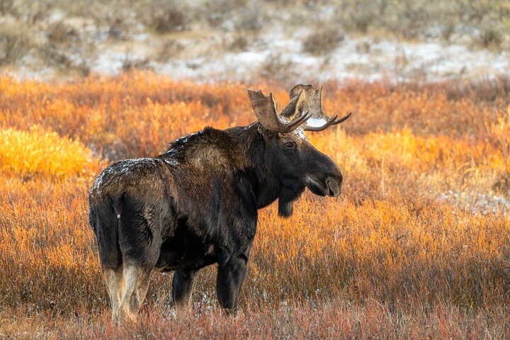 Full Day Guided Photo Tour in Yellowstone