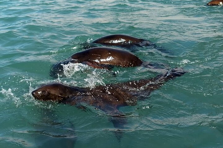 Seal Kayaking at Pelican Point from Swakopmund