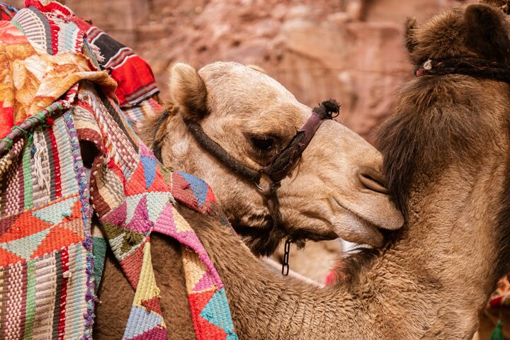 Jordan Explorer 4 days Tour Experience –Petra, Wadi Rum, Dead Sea