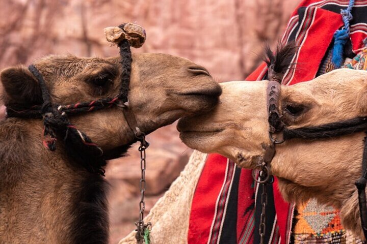 Jordan Explorer 4 days Tour Experience –Petra, Wadi Rum, Dead Sea