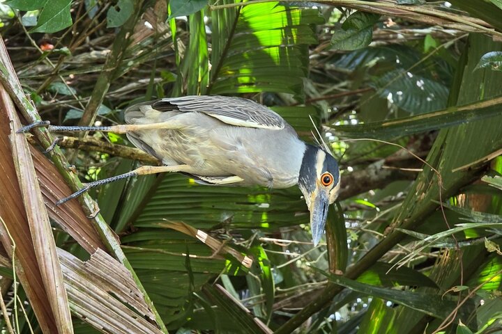 Canoe tour in Tortuguero National Park