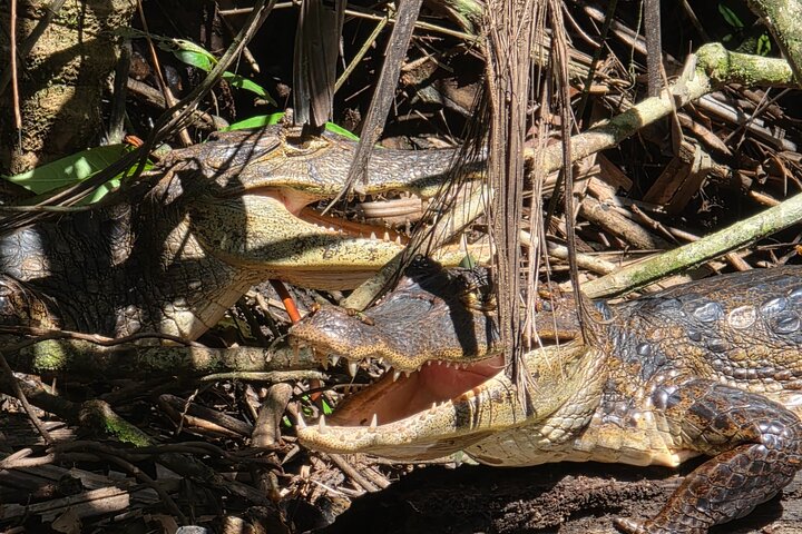 Canoe tour in Tortuguero National Park
