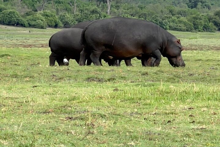 Chobe Morning Game Drive (Half-Day Safari)