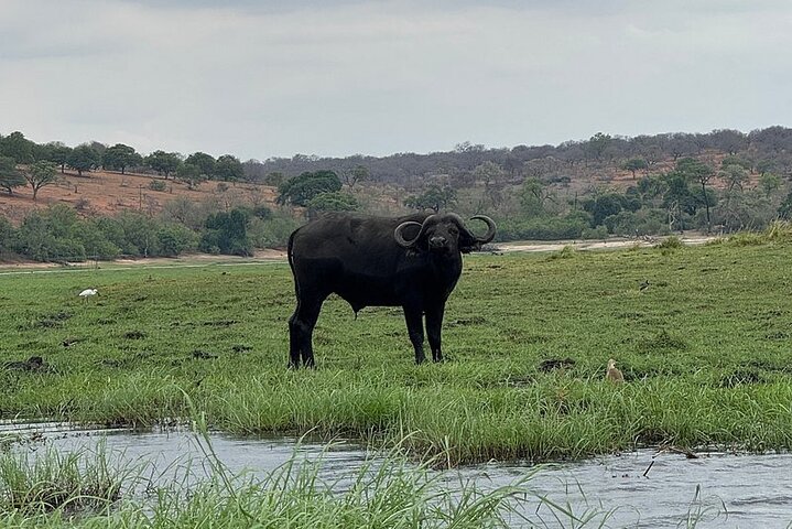 Chobe Morning Game Drive (Half-Day Safari)