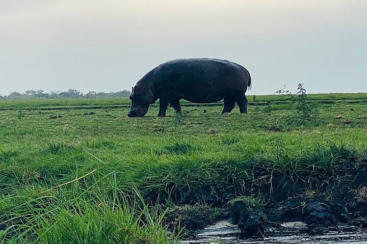 Chobe Morning Game Drive (Half-Day Safari)