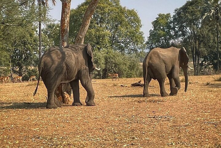 Chobe Morning Game Drive (Half-Day Safari)