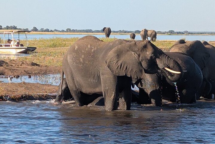Chobe Morning Game Drive (Half-Day Safari)