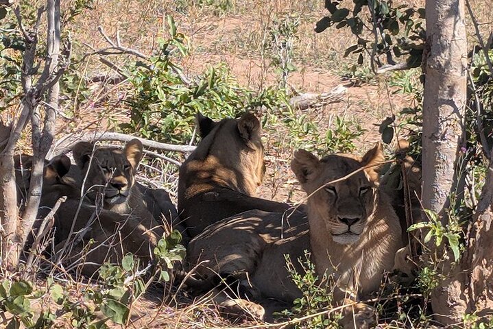 Chobe Morning Game Drive (Half-Day Safari)