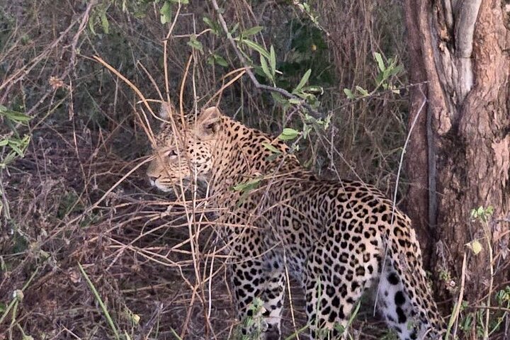 Chobe Morning Game Drive (Half-Day Safari)