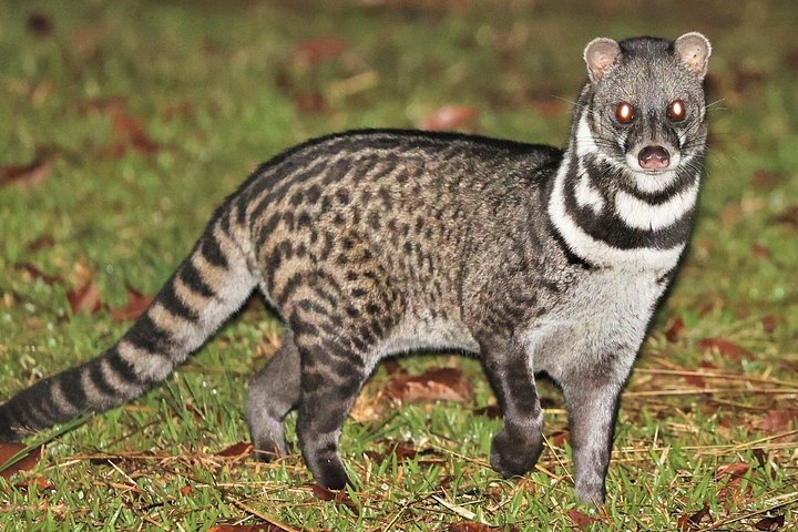 Night safari to wild see the night animals around sigiriya