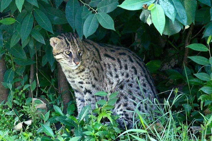 Night safari to wild see the night animals around sigiriya