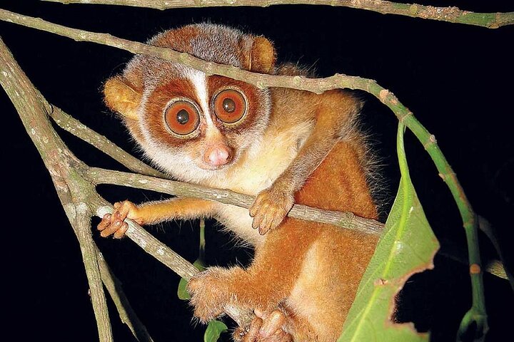 Night safari to wild see the night animals around sigiriya