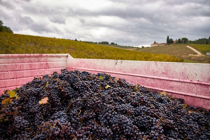 Organic Wine Tour&Tasting overlooking Chianti Classico Vineyards