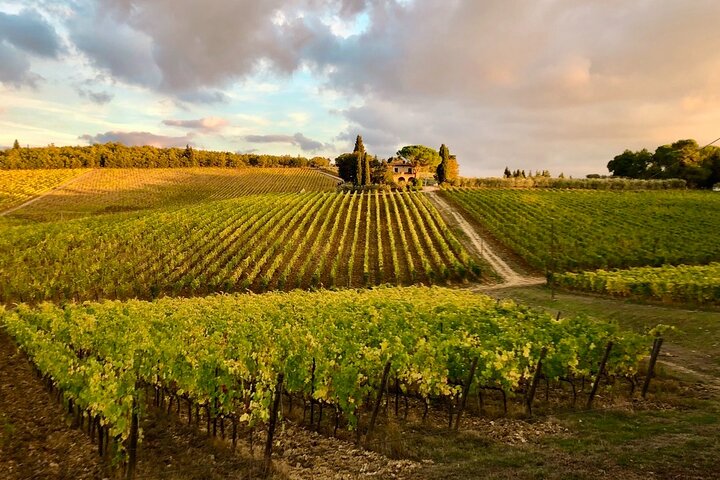 Organic Wine Tour&Tasting overlooking Chianti Classico Vineyards