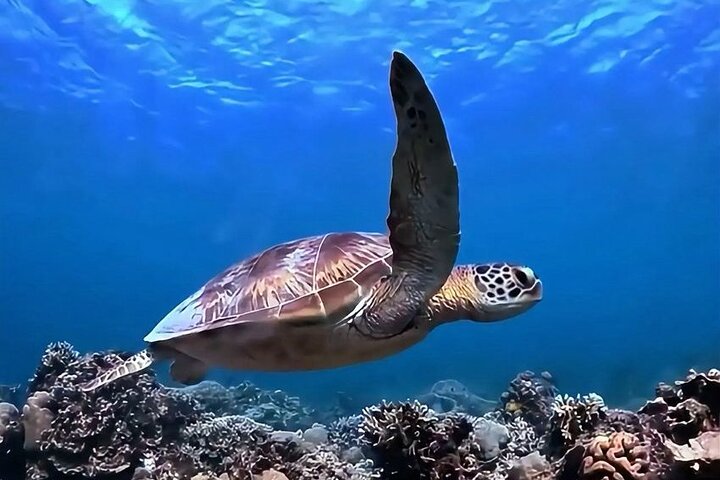 Exclusive Day Trip to Gili Trawangan, Meno & Air: Depart Lombok