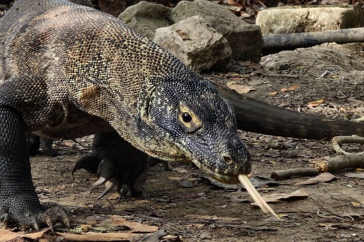 Private Speedboat Fullday Komodo Tour
